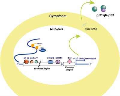 CCL2: An Important Mediator Between Tumor Cells and Host Cells in Tumor Microenvironment